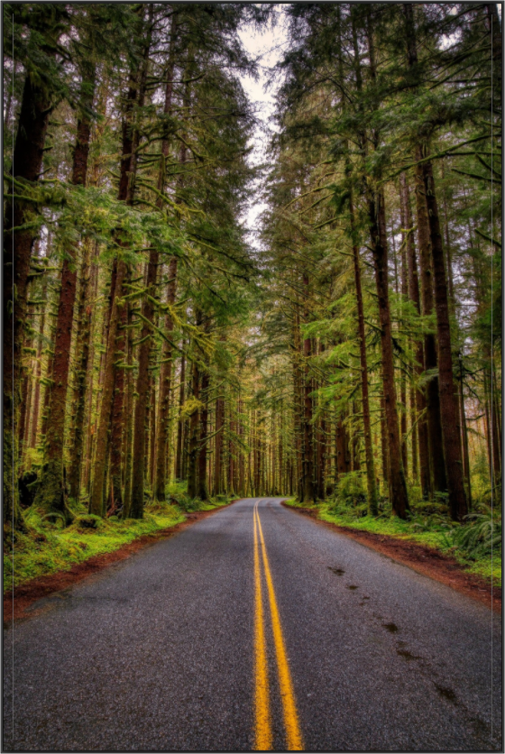 Main image A Drive Through Olympic National Park